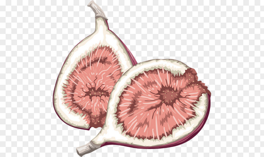 Fig Fruit Food Common Clip Art PNG