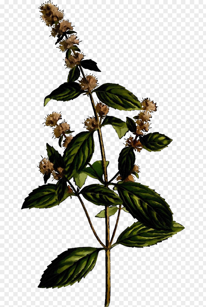 Peppermint Essential Oil Herb Medicinal Plants Infusion PNG