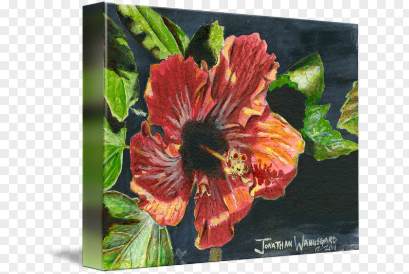 Watercolor Hibiscus Rosemallows Annual Plant PNG
