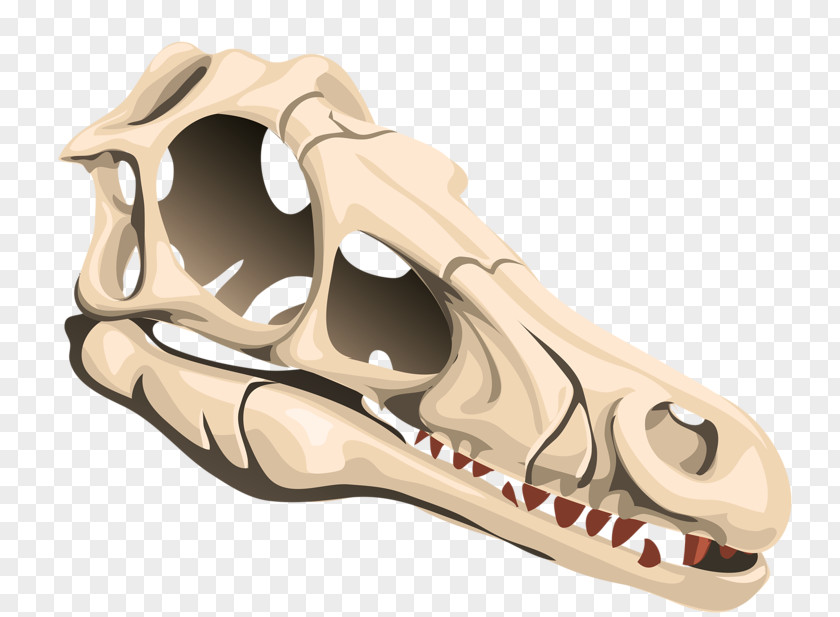 Animal Skull Triceratops Euclidean Vector PNG