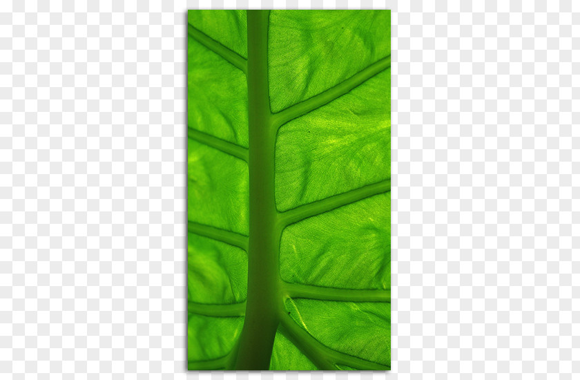 Green Background Hd Desktop Wallpaper Leaf High-definition Television Mobile Phones PNG