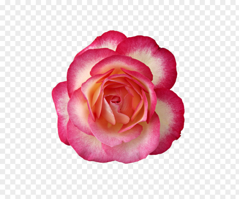 Rose Rosa ‘Cubana’ PNG
