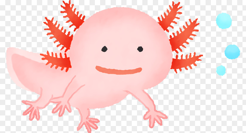 Axolotl Pink Cartoon Mouth Salamander PNG