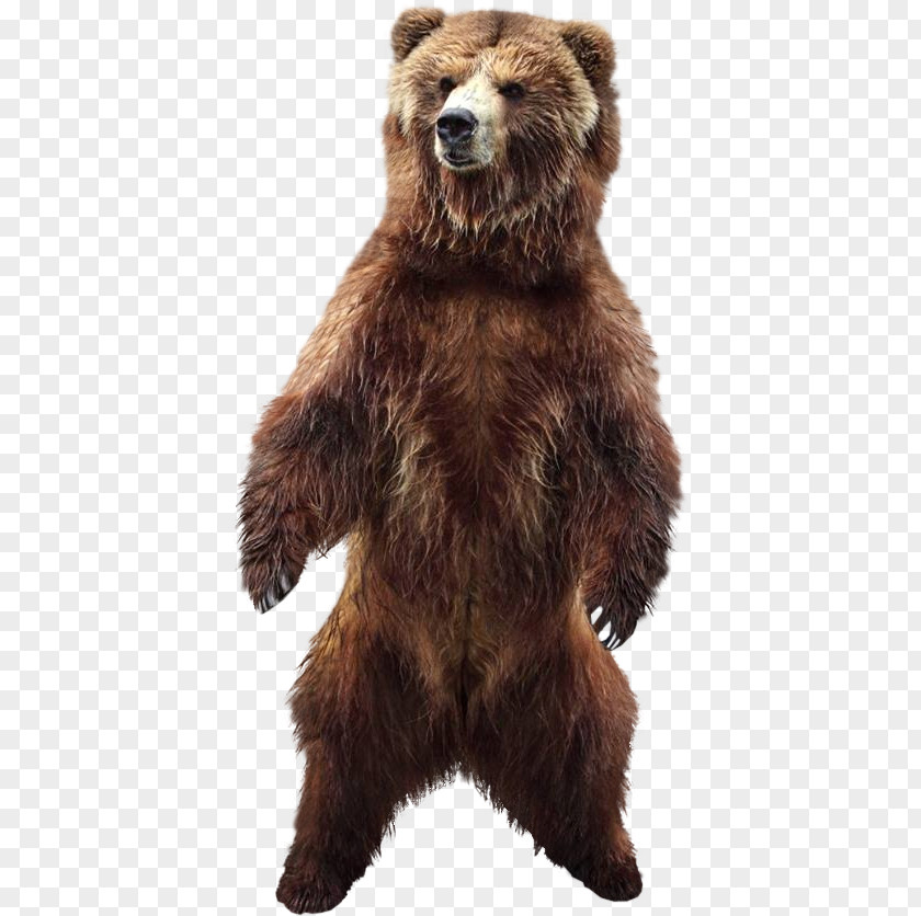 Bear Stock Photography Brown PNG