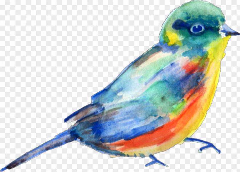 Birds img Clip Art Watercolor Painting Bird Finches Beak PNG