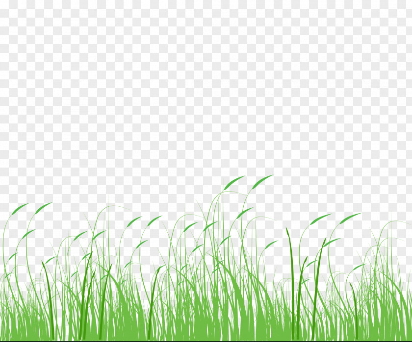 Grass,Dog's Tail Grass,Grass,Green,Meadow Setaria Viridis Green Meadow Grass PNG