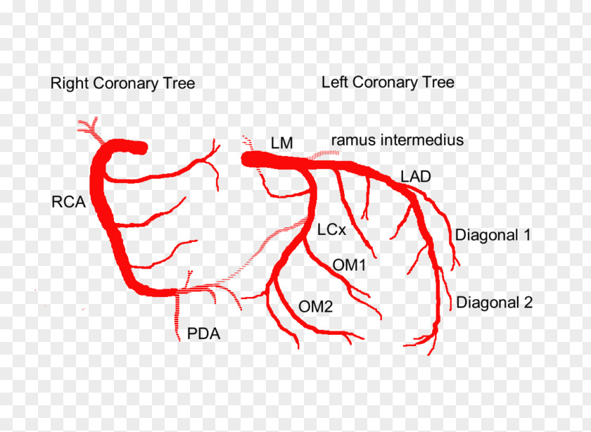 Heart Left Coronary Artery Arteries Anterior Descending Circulation PNG