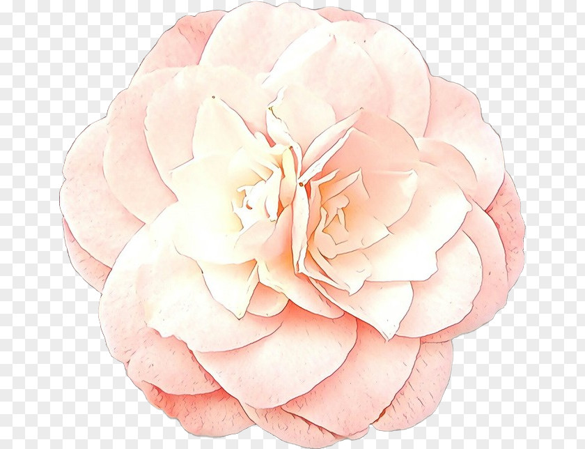 Peach Camellia Garden Roses PNG