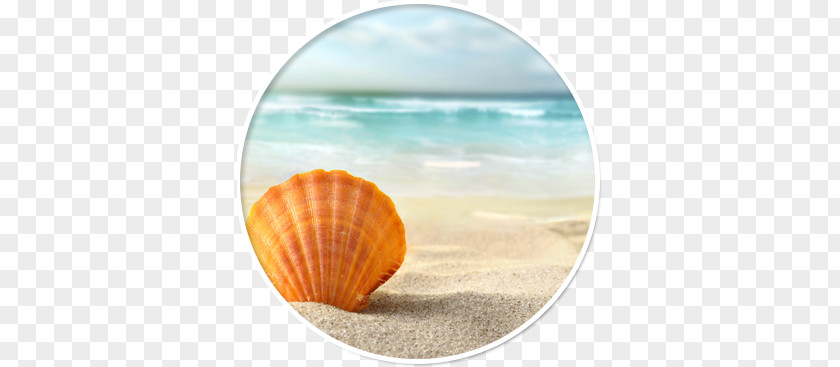 Seashell Desktop Wallpaper Sand Shell Beach PNG