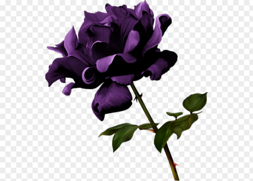 Violet Garden Roses Flower PNG