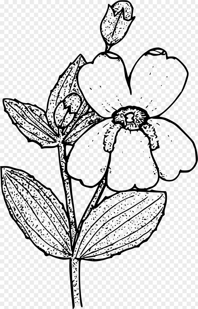 Floral Design Erythranthe Guttata Drawing Lewisii Clip Art PNG