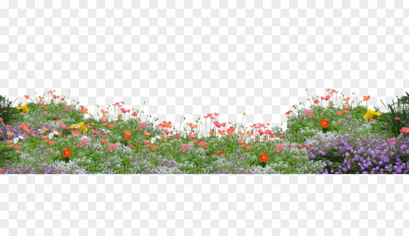 Flowers And Plants Flower Floral Design Poppy Wallpaper PNG