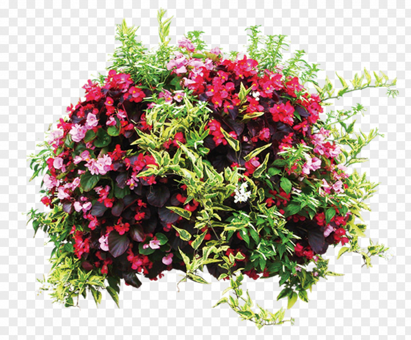 Men's Plants Flowerpot Plant Shrub PNG