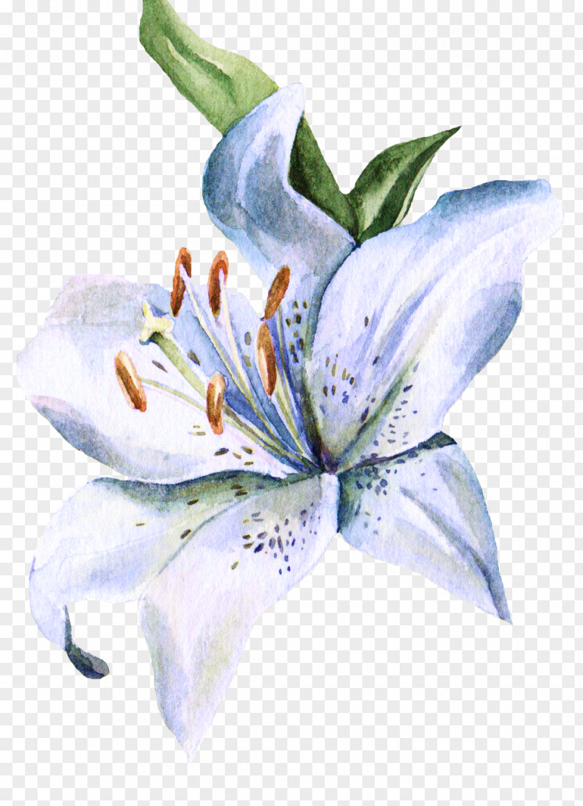 Small Hand-painted Lily Lilium Watercolor Painting Watercolour Flowers Ink Wash PNG