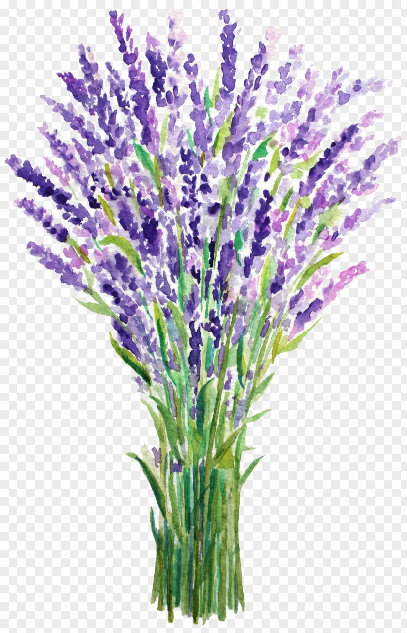 Blue Lavender English French Watercolor Painting PNG