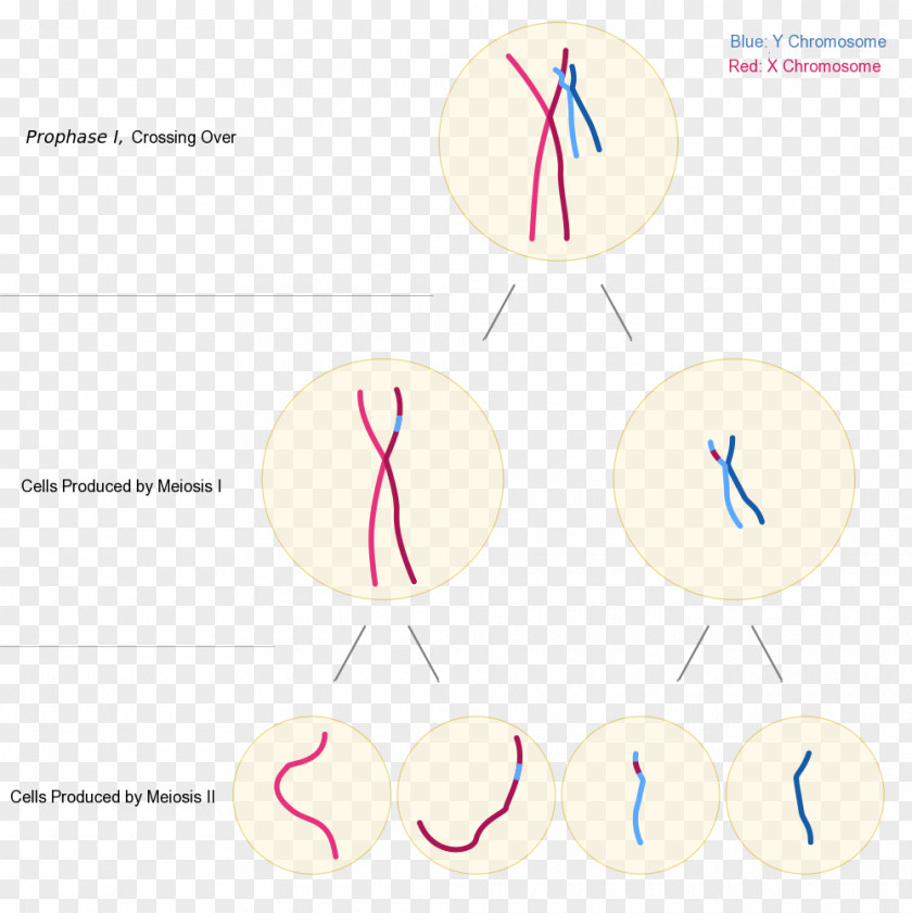 Chromosome Chromosomal Translocation Testis-determining Factor X Triple Syndrome PNG