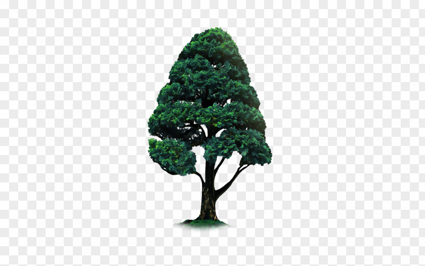 Crops Tree PicsArt Photo Studio Woody Plant Evergreen PNG