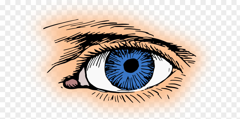 Eye Human Iris Clip Art PNG