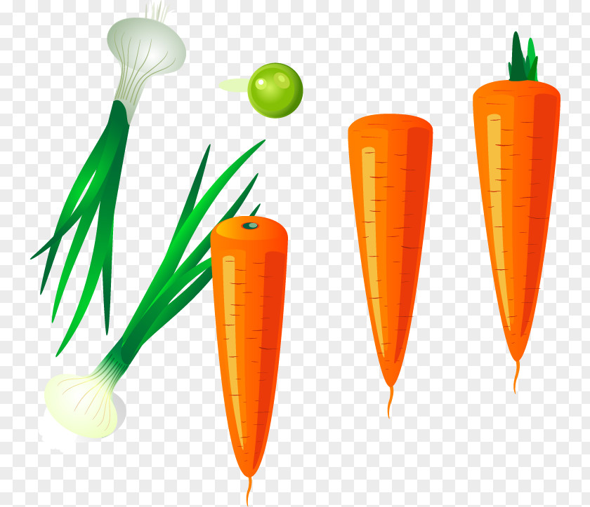 Garlic Carrot Vector Material Clip Art PNG
