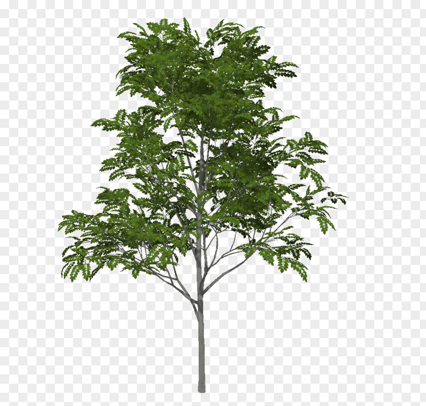 Tree Deciduous Oak Image PNG