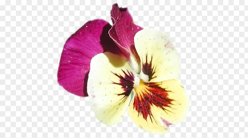 Violet Pansy Moth Orchids Close-up PNG