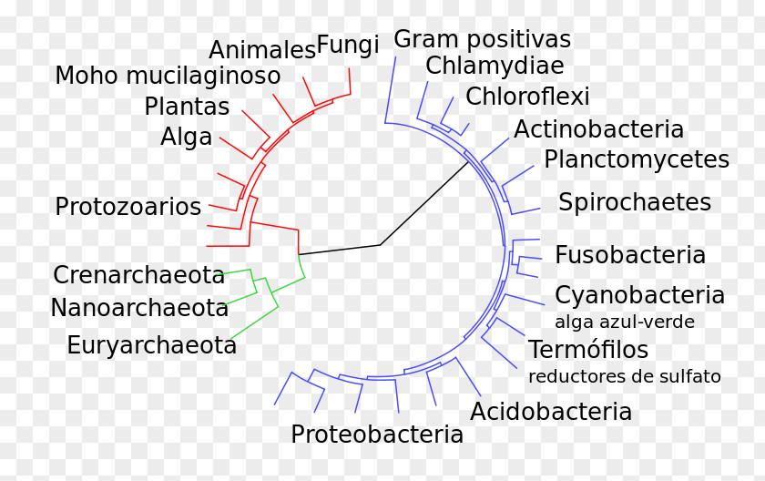 Big Tree Diagram Introduction To Evolution Mutation Bacteria PNG
