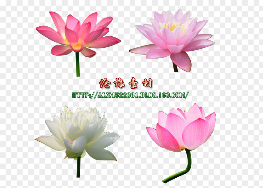 Cons Sacred Lotus Clip Art JPEG Image PNG