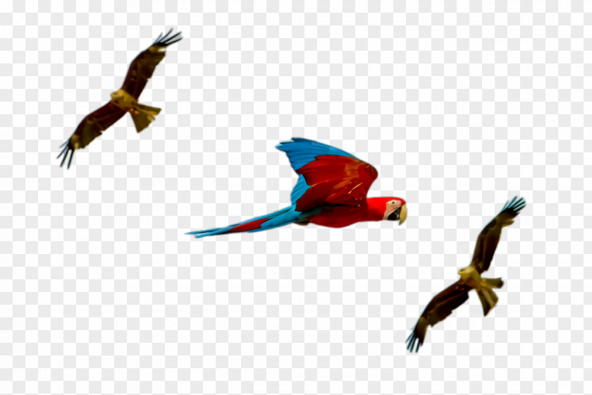 Flight Wing Colorful Background PNG