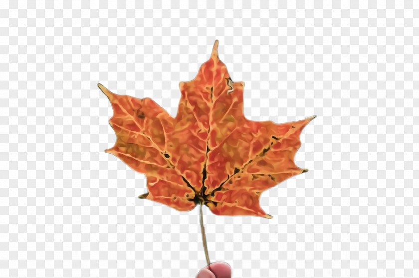 Flower Deciduous Maple Leaf PNG