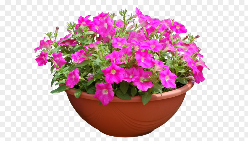 Geranium Perennial Plant Pink Flower Cartoon PNG