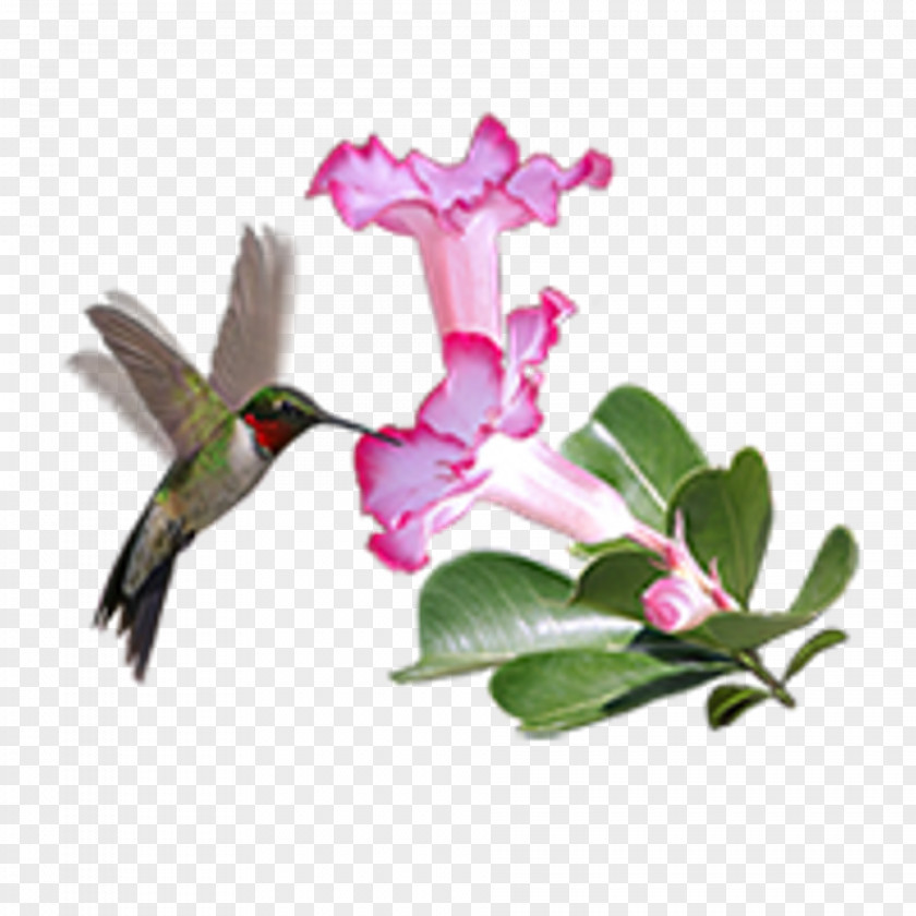 Hummingbird Current Gallery Rose PNG