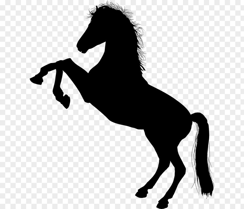 Pferdschwarzweiss Horse Stallion Rearing Clip Art PNG