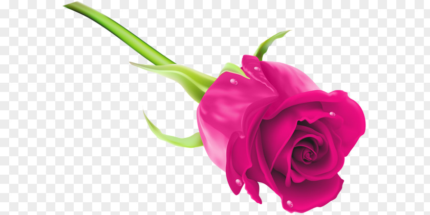 Rose Blue Desktop Wallpaper Clip Art PNG