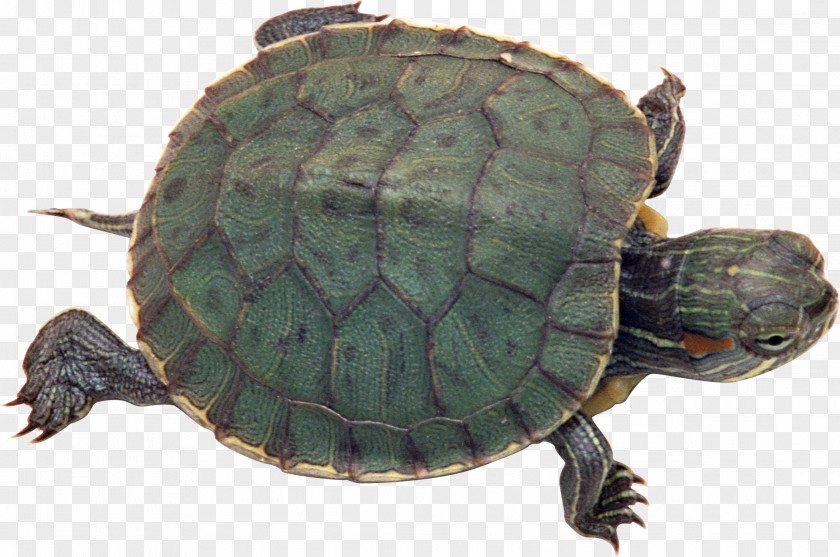 Turtle Pet Tortoise Reptile Red-eared Slider PNG