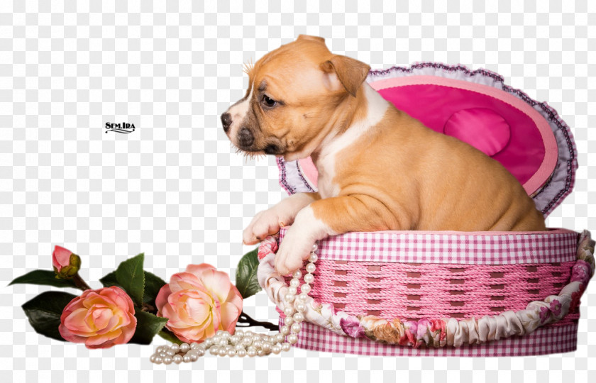Dog Animation Puppy PNG