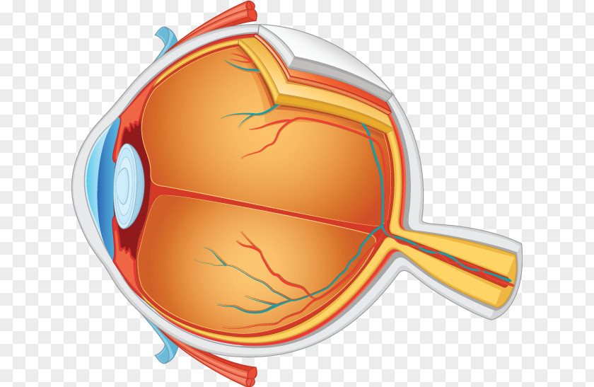 Eye Human Anatomy PNG