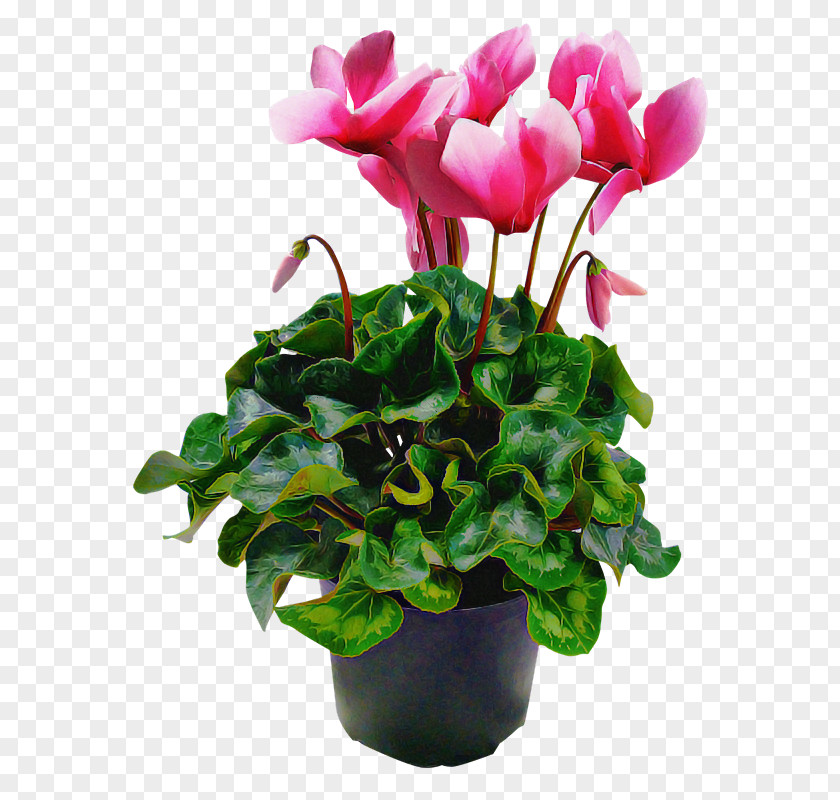 Herbaceous Plant Anthurium Flower Flowerpot Pink Cyclamen PNG