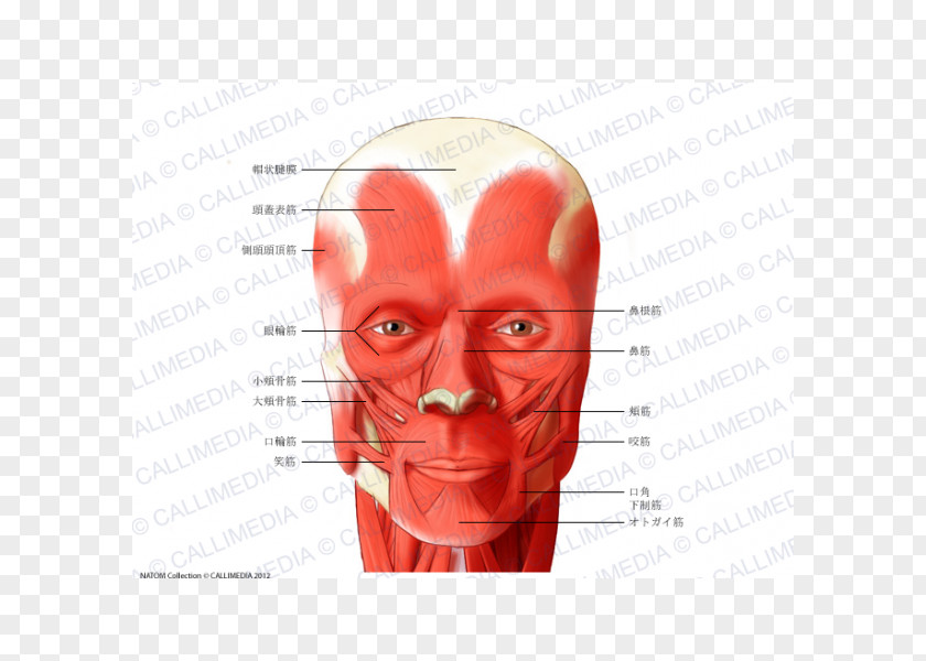 Muscle Head And Neck Anatomy Muscular System PNG