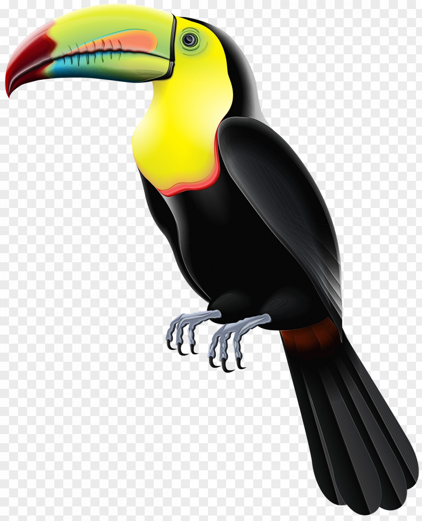 Toucan Beak Product Design PNG