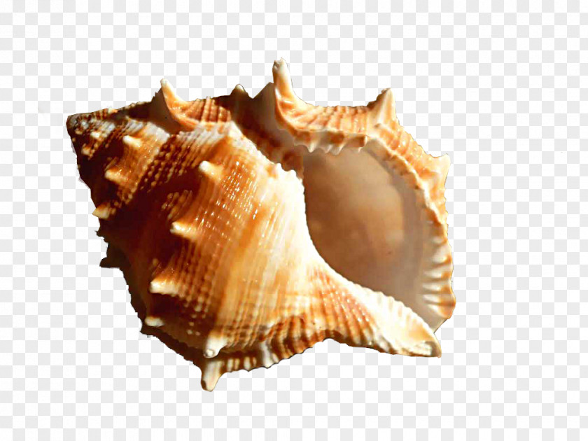 Creative Brown Conch Clip Art PNG