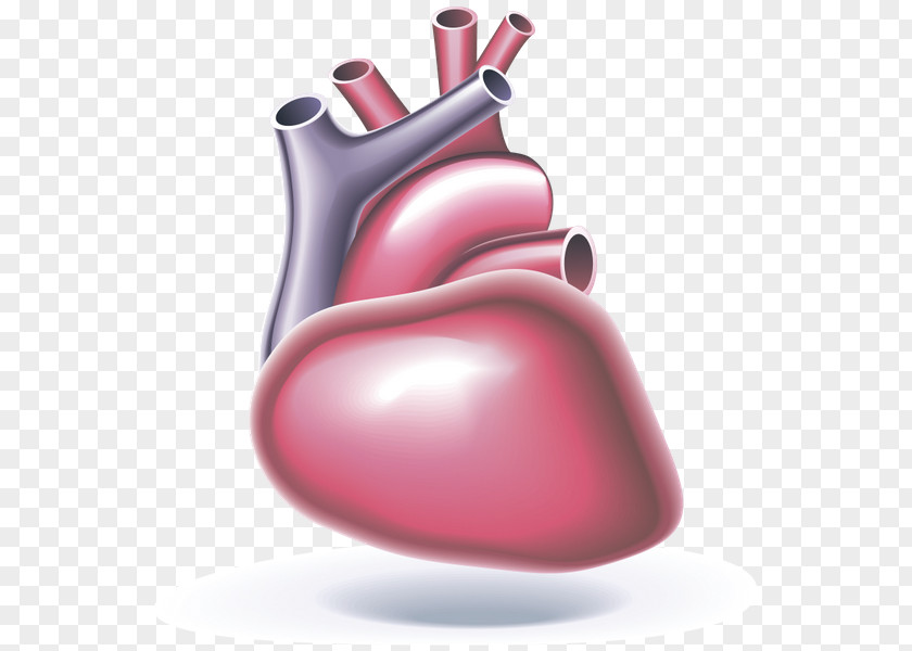Heart Cardiac Arrest Automated External Defibrillators Cardiopulmonary Resuscitation Cardiology PNG