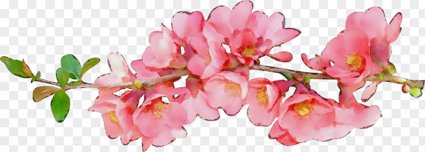 Perennial Plant Blossom Cherry PNG