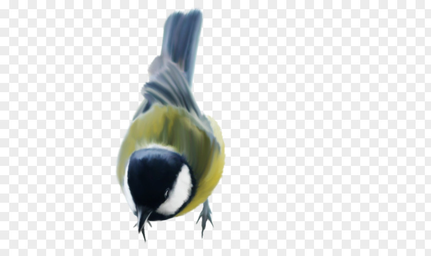 Bird Beak Budgerigar Feather Cygnini PNG