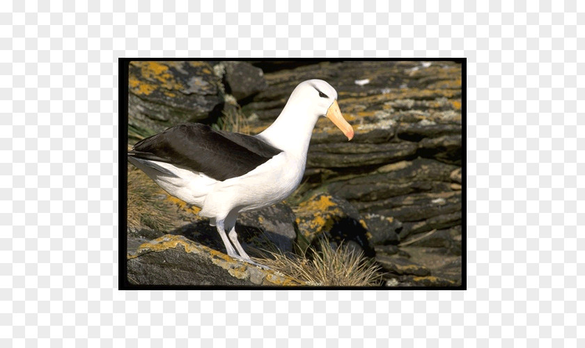 Bird Gulls Gannets Wader Albatross PNG