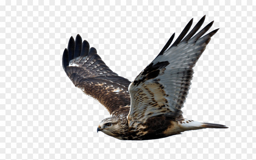Bird Of Prey Rough-legged Buzzard Hawk Flight PNG