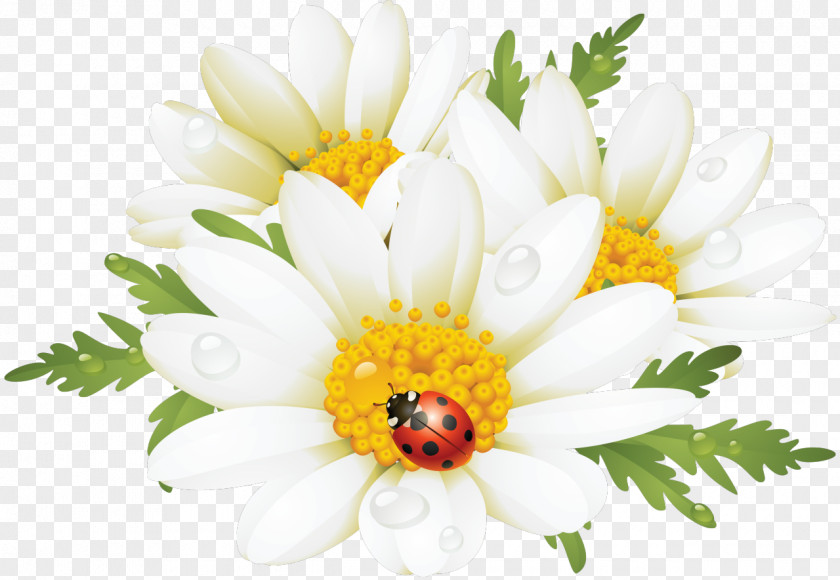 Camomile Flower Common Daisy Clip Art PNG