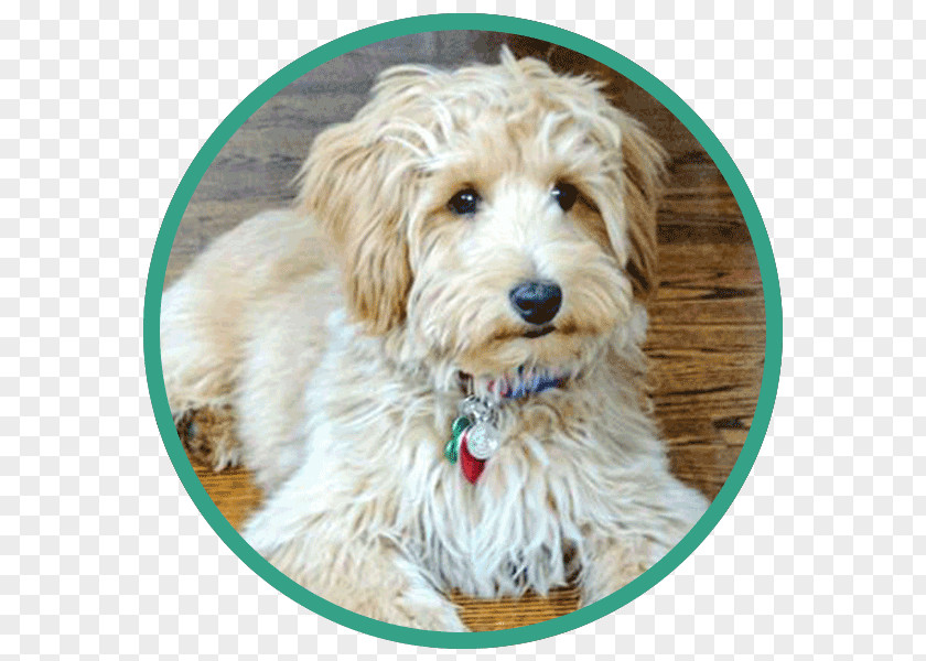 Cockapoo Dutch Smoushond Sporting Lucas Terrier Cavapoo Goldendoodle PNG