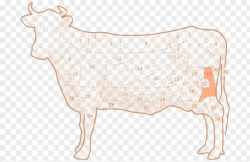 Fawn Dairy Cow Drawing Of Family PNG