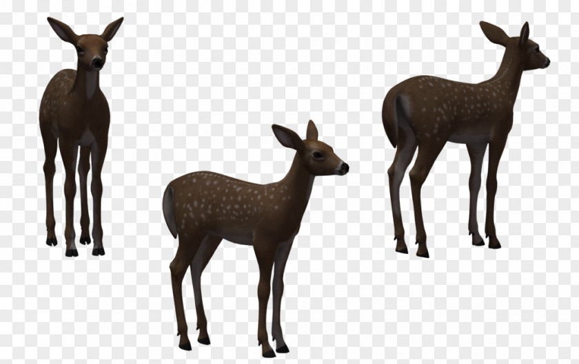Fawn Photos White-tailed Deer Elk Clip Art PNG