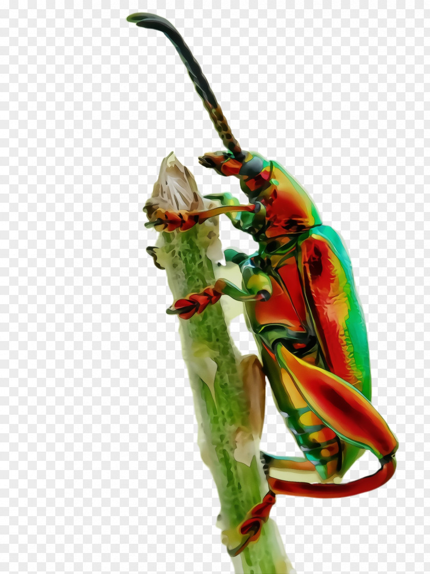 Plant Stem Insect PNG